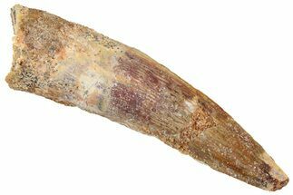 Fossil Spinosaurus Tooth - Real Dinosaur Tooth #305859