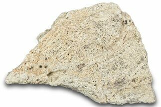 Dinosaur (Triceratops) Frill Shield Section - Montana #307021