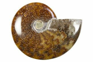 Polished Cretaceous Ammonite (Cleoniceras) Fossil - Madagascar #305898