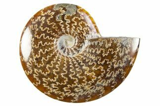 Polished Cretaceous Ammonite (Cleoniceras) Fossil - Madagascar #305900