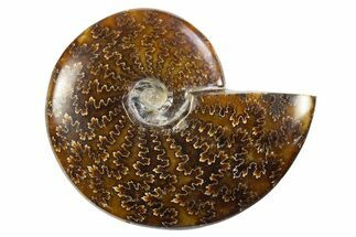 Polished Cretaceous Ammonite (Cleoniceras) Fossil - Madagascar #305914