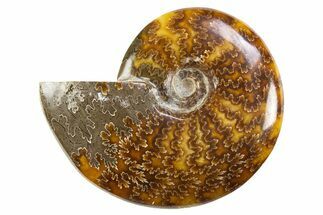 Polished Cretaceous Ammonite (Cleoniceras) Fossil - Madagascar #305930