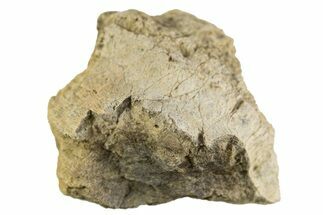 Dinosaur (Triceratops) Frill Shield Section - Montana #307032