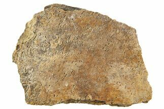 Dinosaur (Triceratops) Frill Shield Section - Montana #307049