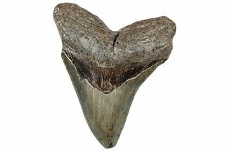 Serrated, Fossil Megalodon Tooth - North Carolina #307281