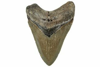 Serrated, Fossil Megalodon Tooth - North Carolina #307283