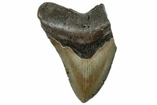 Partial, Fossil Megalodon Tooth - Serrated Blade #307295