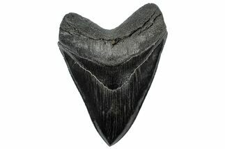 Top Quality, Fossil Megalodon Tooth - South Carolina #307427