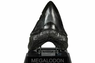 Serrated, Fossil Megalodon Tooth - South Carolina #307433