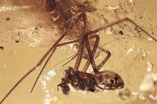 Detailed Fossil Spider, Fairy Wasp and True Fly in Baltic Amber #307233