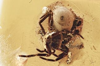 Detailed Fossil Spider (Araneae) In Baltic Amber #307236