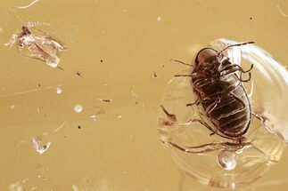 Fossil Beetle (Ptinidae) & Gall Midge (Cecidomyiidae) in Baltic Amber #307607