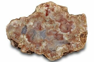 Polished Dinosaur Coprolite Nodule Section - Utah #307443