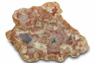 Polished Dinosaur Coprolite Nodule Half - Utah #307444