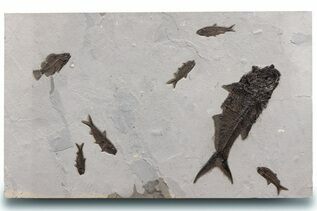 Fish Fossils For Sale