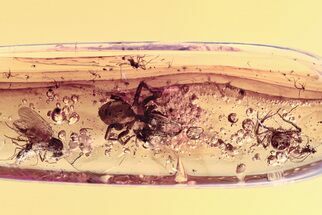 Fossil Spiders, True Midges, and a Dagger Fly In Baltic Amber #307872