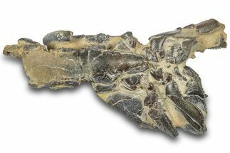 Fossil Mud Lobster (Thalassina) - Gunn Poin, Australia #307720