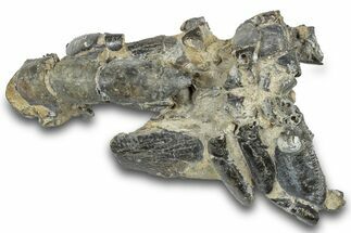 Fossil Mud Lobster (Thalassina) - Gunn Poin, Australia #307721