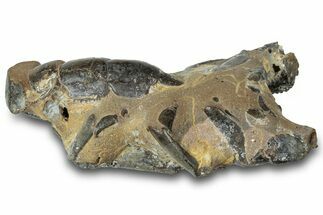 Fossil Mud Lobster (Thalassina) - Gunn Poin, Australia #307732