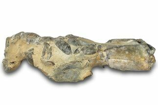 Fossil Mud Lobster (Thalassina) - Gunn Poin, Australia #307733