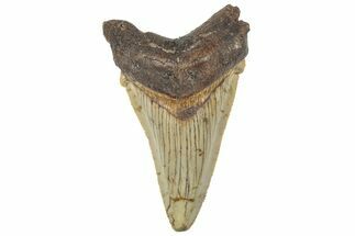 Serrated Angustidens Tooth - Megalodon Ancestor #308028
