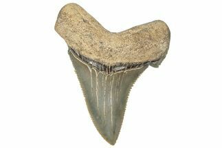 Serrated Angustidens Tooth - Megalodon Ancestor #308033