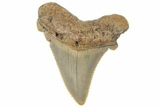 Serrated Angustidens Tooth - Megalodon Ancestor #308046