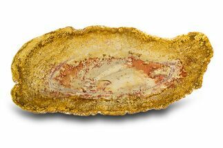 Colorful Polished Petrified Palm Wood Round - Indonesia #308120