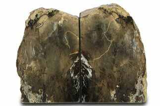 Tall, Petrified Wood Bookends - Sweet Home, Oregon #307942