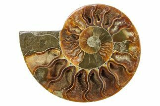 Cut & Polished Ammonite Fossil (Half) - Madagascar #308086