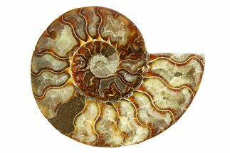 Cut & Polished Ammonite Fossil (Half) - Madagascar #308090