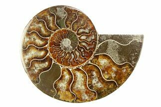 Cut & Polished Ammonite Fossil (Half) - Madagascar #308102