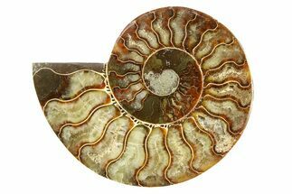 Cut & Polished Ammonite Fossil (Half) - Madagascar #308105