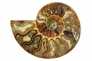 Cut & Polished Ammonite Fossil (Half) - Crystal Pockets #308113