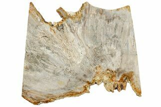 Polished Fossil Coral Slab - Indonesia #307961
