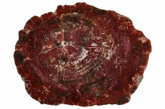 Vibrant Red Petrified Wood (Araucarioxylon) Round - Arizona #307974