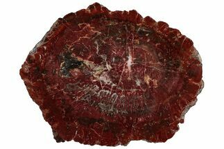 Vibrant Red Petrified Wood (Araucarioxylon) Round - Arizona #307980