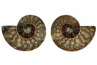 Cut & Polished, Agatized Ammonite Fossil - Madagascar #308161