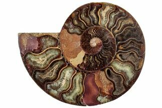 Cut & Polished Ammonite Fossil (Half) - Crystal Pockets #308184