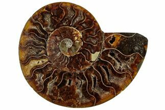 Cut & Polished Ammonite Fossil (Half) - Crystal Pockets #308193