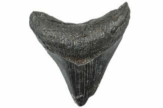 Fossil Megalodon Tooth - South Carolina #308082