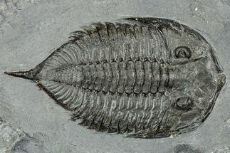 Dalmanites Trilobite Fossil - New York #308243