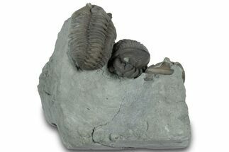 Cluster Of Three Flexicalymene Trilobites - Indiana #308244