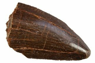 Serrated, Carcharodontosaurus Tooth - Real Dinosaur Tooth #308354