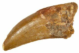 Serrated, Carcharodontosaurus Tooth - Real Dinosaur Tooth #308359