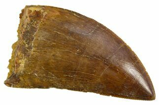 Serrated, Carcharodontosaurus Tooth - Real Dinosaur Tooth #308366