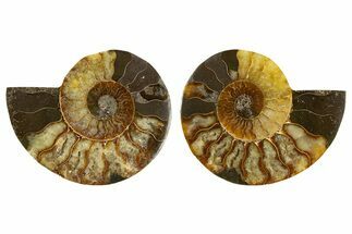 Cut & Polished, Agatized Ammonite Fossil - Madagascar #308135