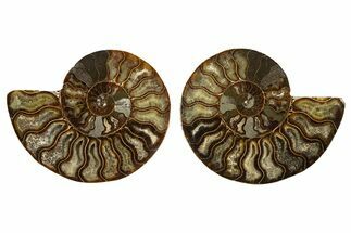 Cut & Polished, Agatized Ammonite Fossil - Madagascar #308139