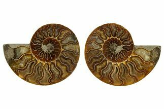 Cut & Polished, Agatized Ammonite Fossil - Madagascar #308141