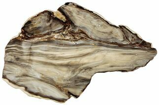 Polished Petrified Wood (Bald Cypress?) Slab - Washington #308400
